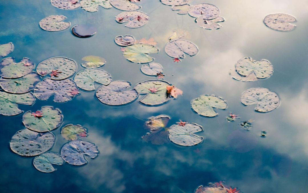Combattre les plantes aquatiques envahissantes